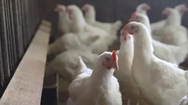 Tavuk ihracatına yasak yolda