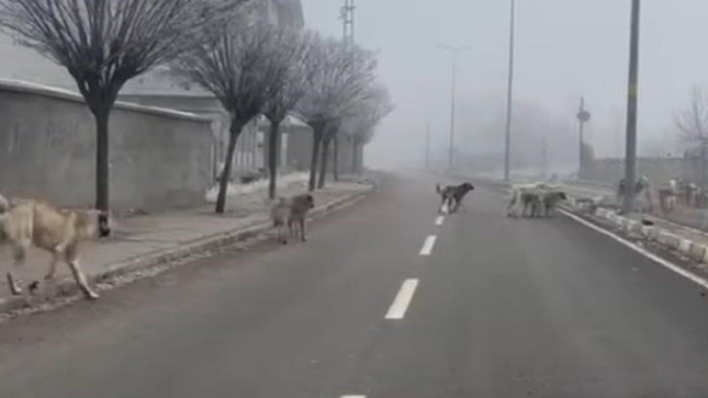 Patnos'ta Başıboş Köpek Sorunu Büyüyor!