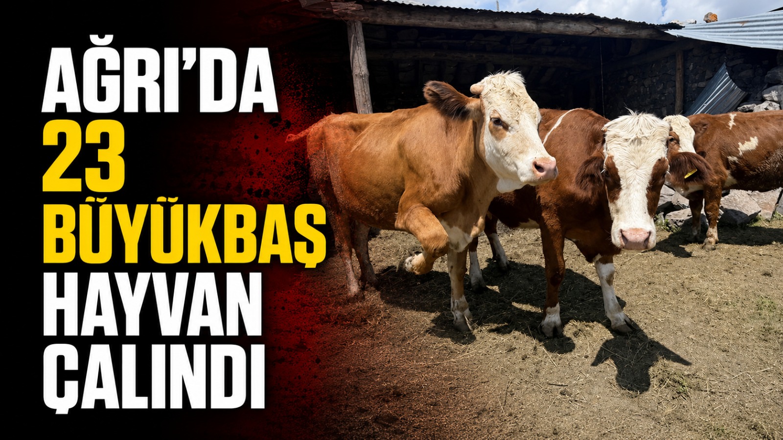 Ağrı’da 23 Büyükbaş Hayvan Çalındı