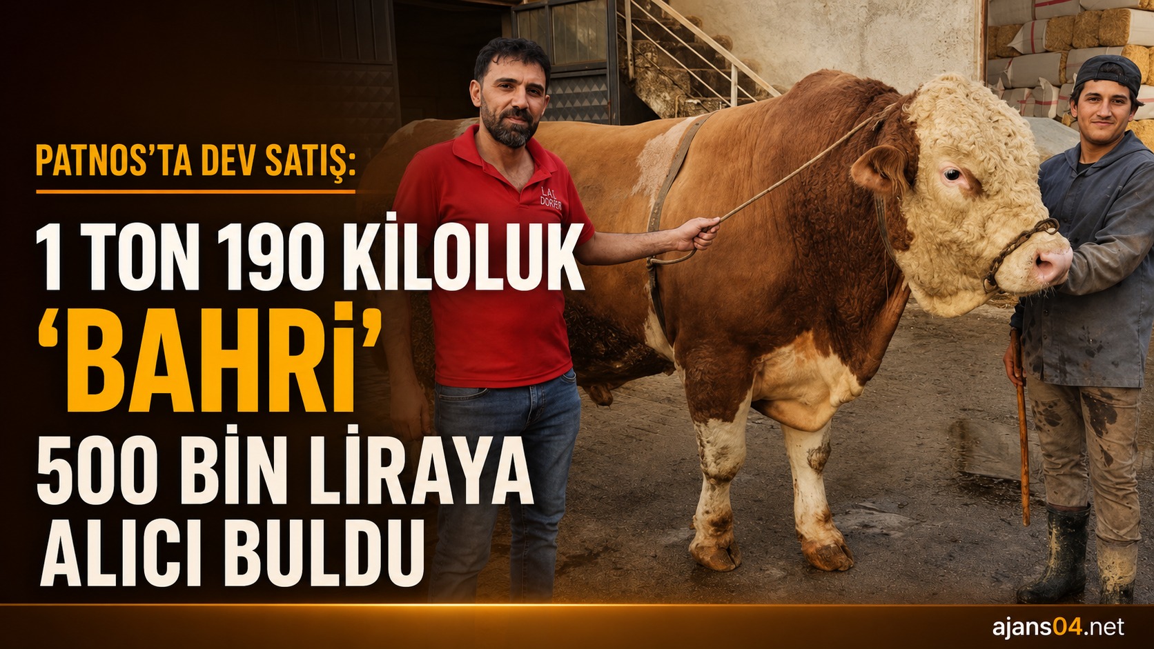 Patnos’ta “Bahri” İçin Rekor Pazarlık: 1 Ton 190 Kiloluk Boğa 500 Bin Liraya Satıldı