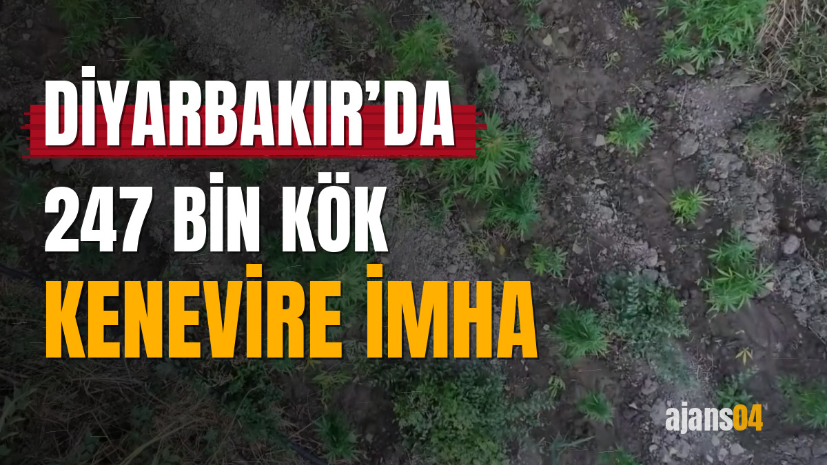 Diyarbakır’da 247 bin kök kenevire imha