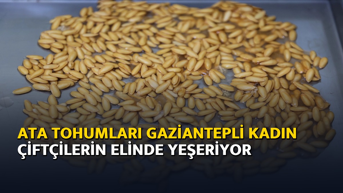 Ata tohumları Gaziantepli kadın çiftçilerin elinde yeşeriyor