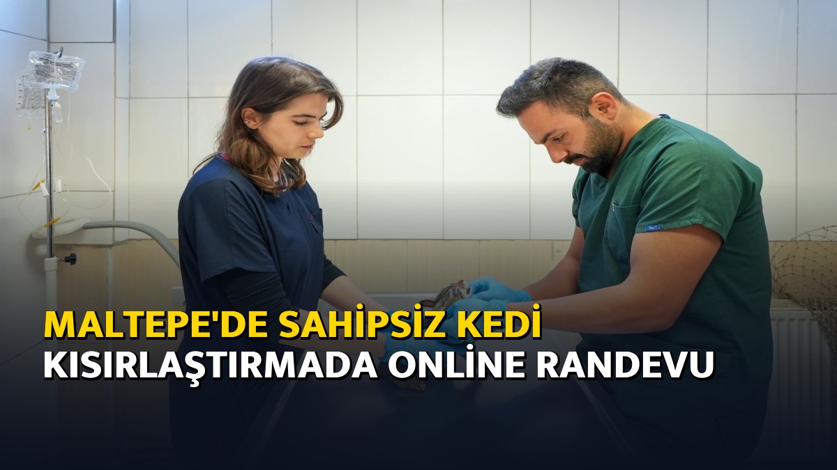 Maltepe'de sahipsiz kedi kısırlaştırmada online randevu