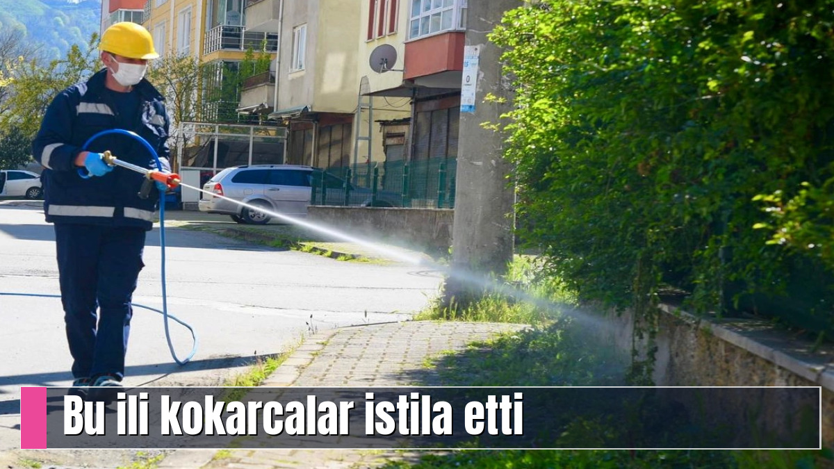 Bu ili kokarcalar istila etti